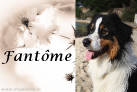Fantôme dark diamond De L'arche Vickdgyn