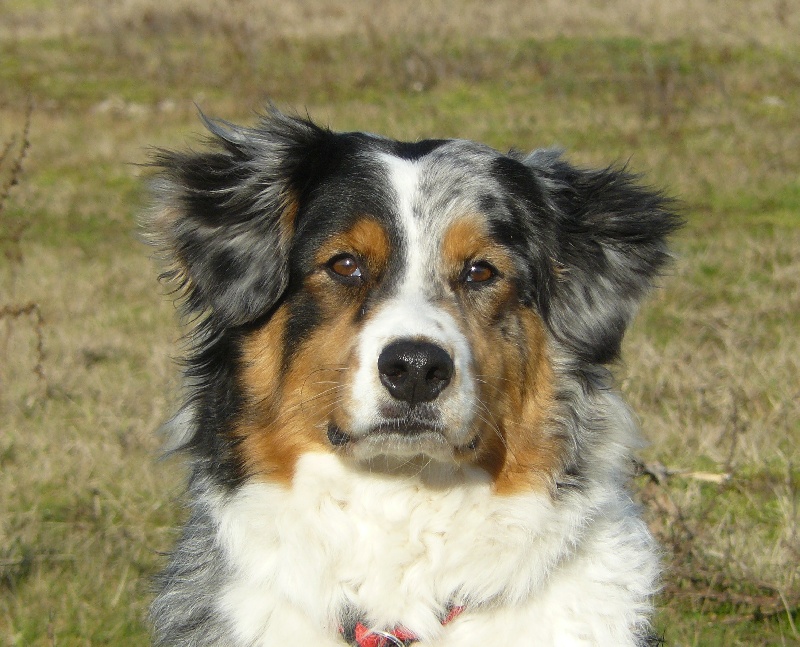 Vickie blue princess du domaine de tanheiley