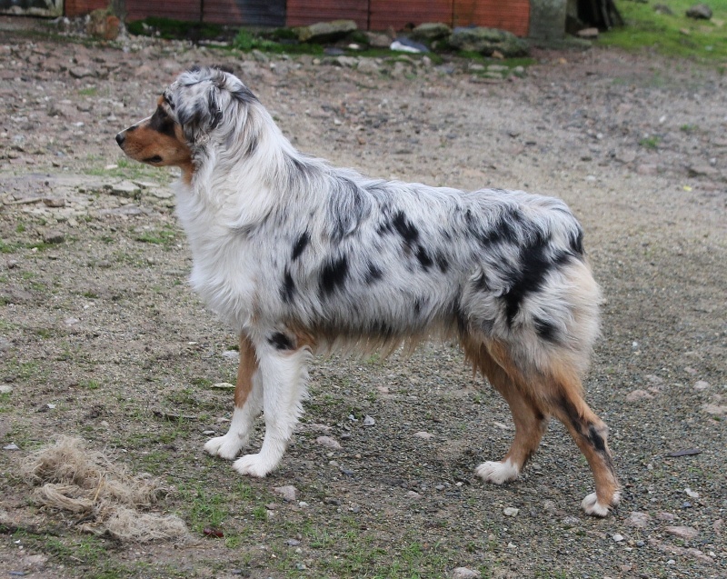 Héclipse beautiful blue moon De L'arche Vickdgyn