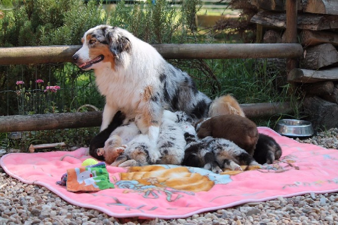 De L'arche Vickdgyn - les photos des bébichous 2015 Héden & Happy dans photos et vidéos