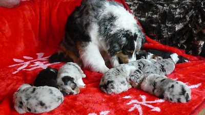 De L'arche Vickdgyn - De bien beaux bébés , bravo maman !!!!