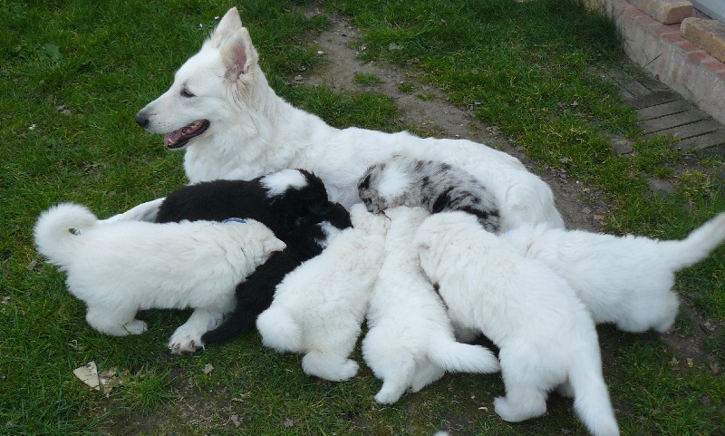 Portée 2012 les bébés de Vickie et Dream