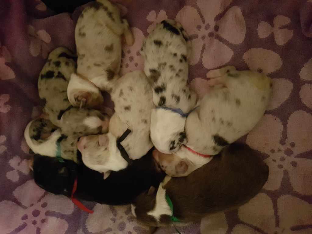 Chiot Berger Australien De L'arche Vickdgyn